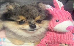 Pomeranian dogs for stud: 🎃EXPERIENCED👑KING ZIGGY & PRINCE COCO🏆STUD Boys in Bedford - Image 29