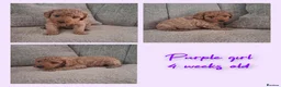 Australian Labradoodle dogs for sale: Miniature Australian labradoodles - Advert 14