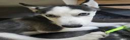 Siberian Husky dogs for sale: Two husky puppies for sale - Advert 8