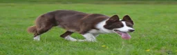 Border Collie dogs for sale: ISDS Red & white Border Collie Puppies - Advert 8