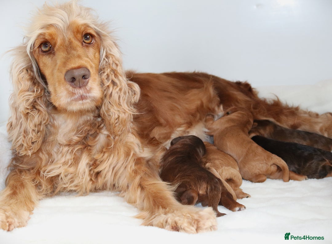 Cockapoo dogs for sale: Welcome to Cotswold Cavapoos and Cockapoos - Advert 2