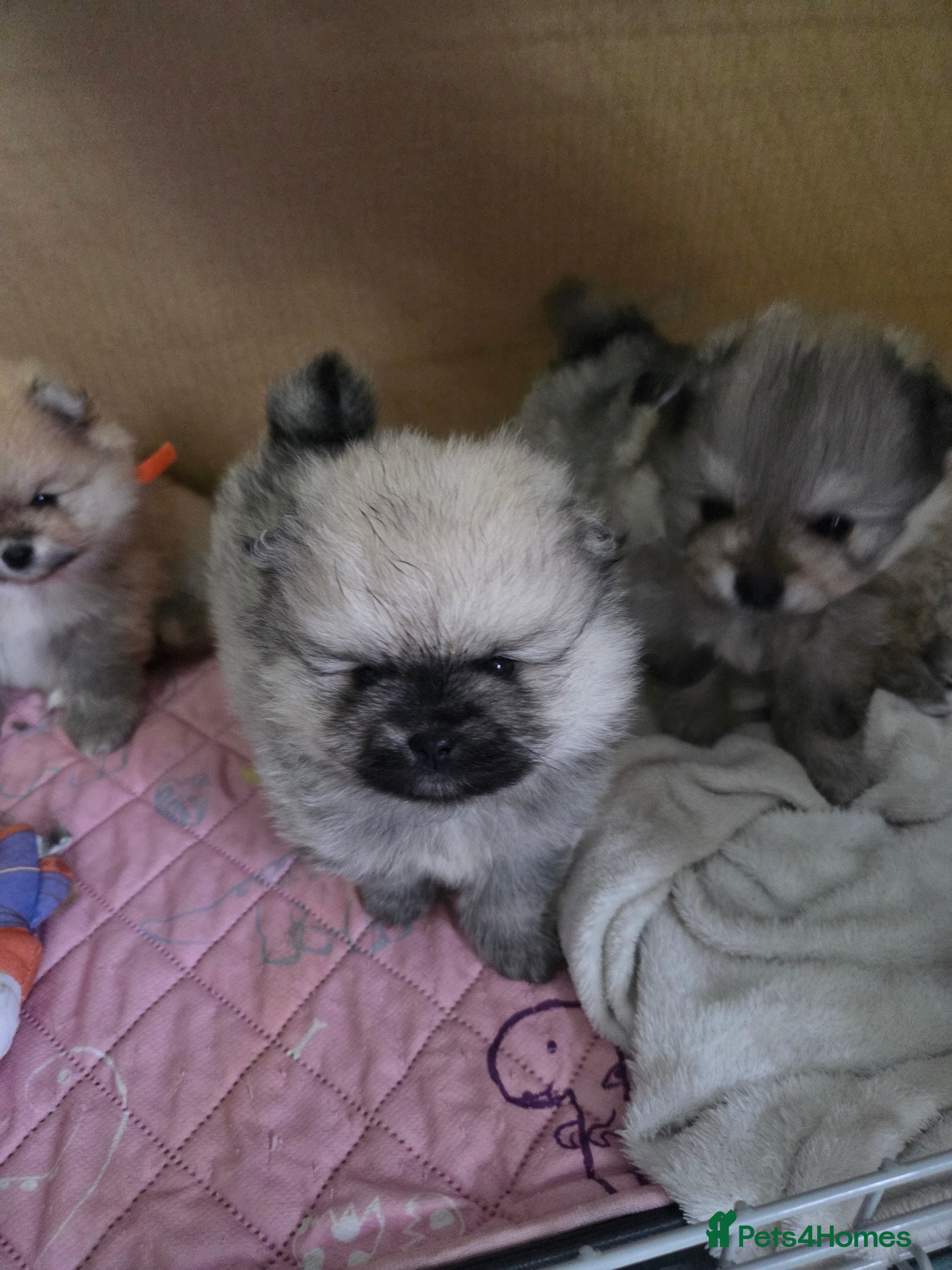 Pomeranian dogs Pomeranian puppies for sale 🐶🐾 - Advert 2