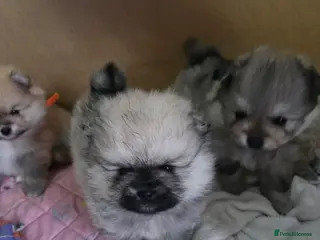 Pomeranian dogs Pomeranian puppies for sale 🐶🐾 - Advert 2