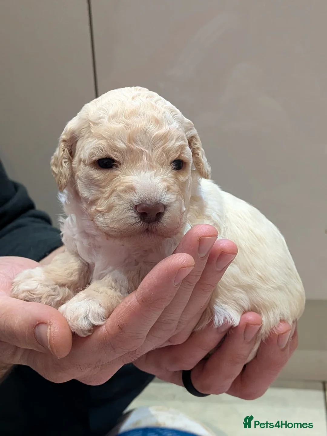 Lagotto Romagnolo dogs for sale: Lagotto Romagnolo puppies , a rarity !  - Advert 7