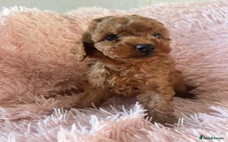 Toy Poodle dogs for sale: Beautiful Toy Poodles  - Image 3