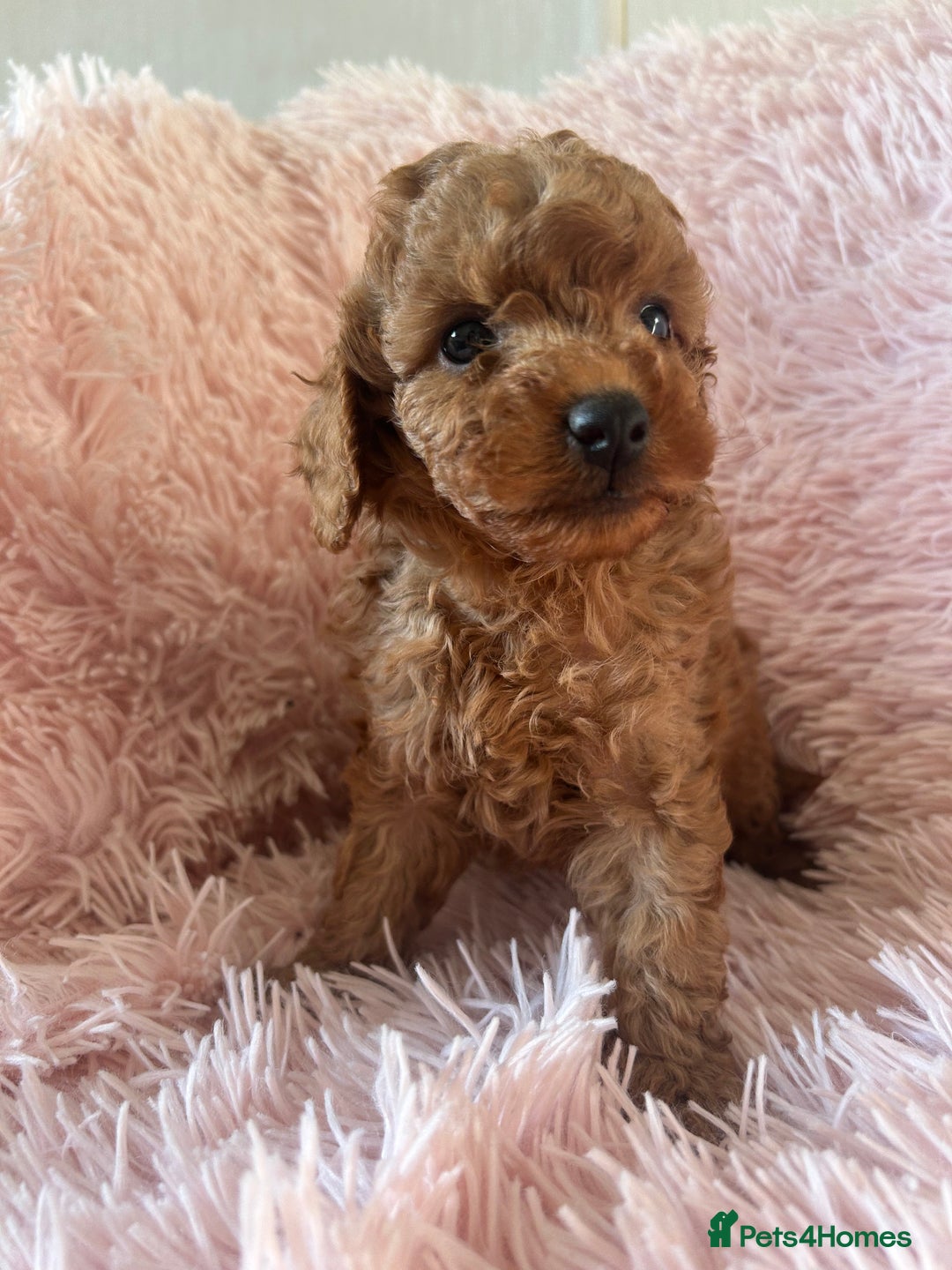 Toy Poodle dogs for sale: Beautiful Toy Poodles  - Image 3