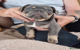 French Bulldog dogs for sale: 4 girl frenchie pups. Fluffy gene and roped nose  - Image 7