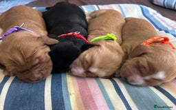 Cockapoo dogs for sale: F1B cockapoo litter - Image 2