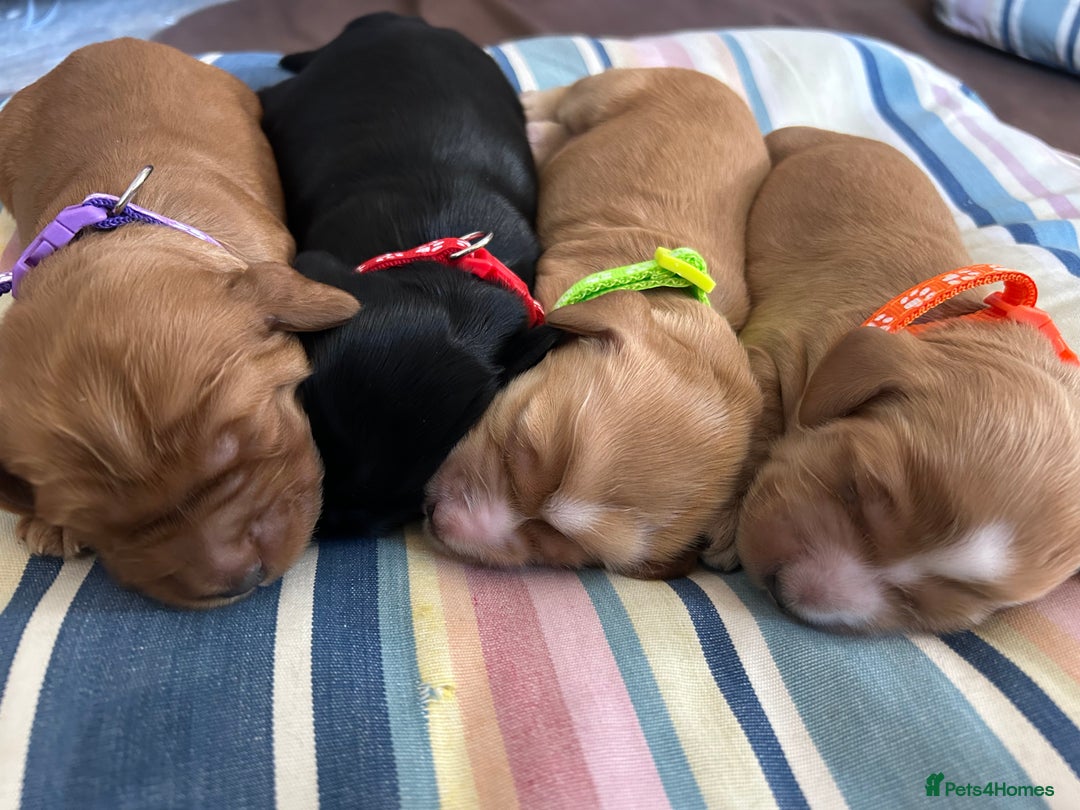 Cockapoo dogs for sale: F1B cockapoo litter - Image 2