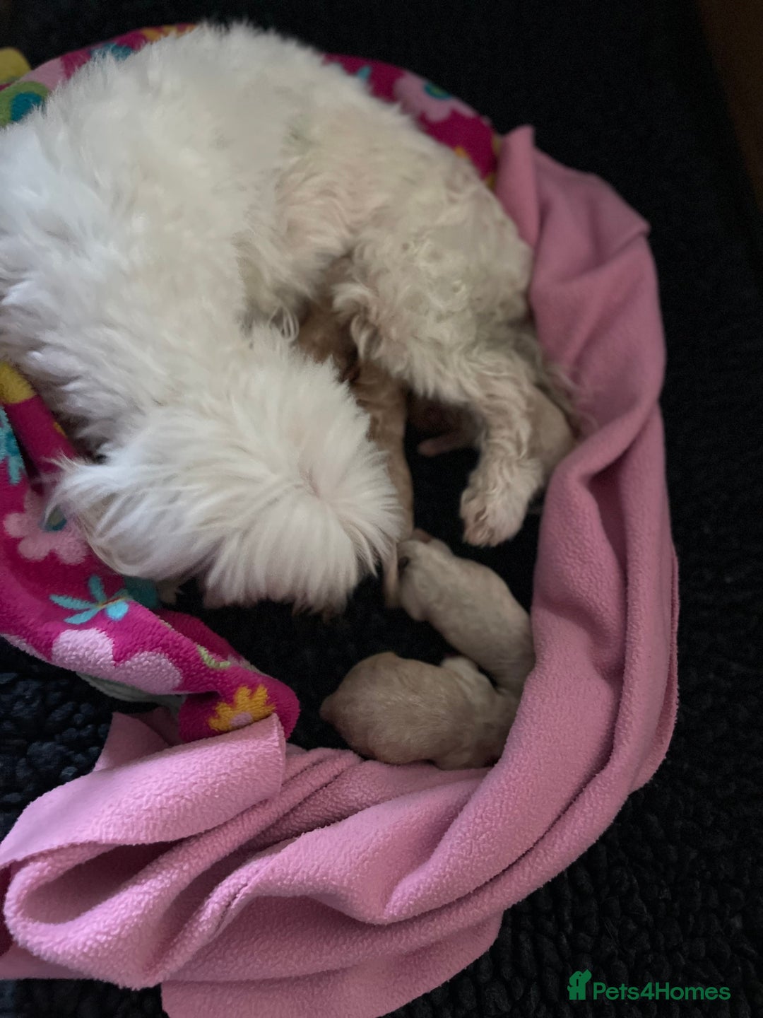 Maltipoo dogs for sale: Premium Red Caramel Maltipoo puppies F1 - Advert 2