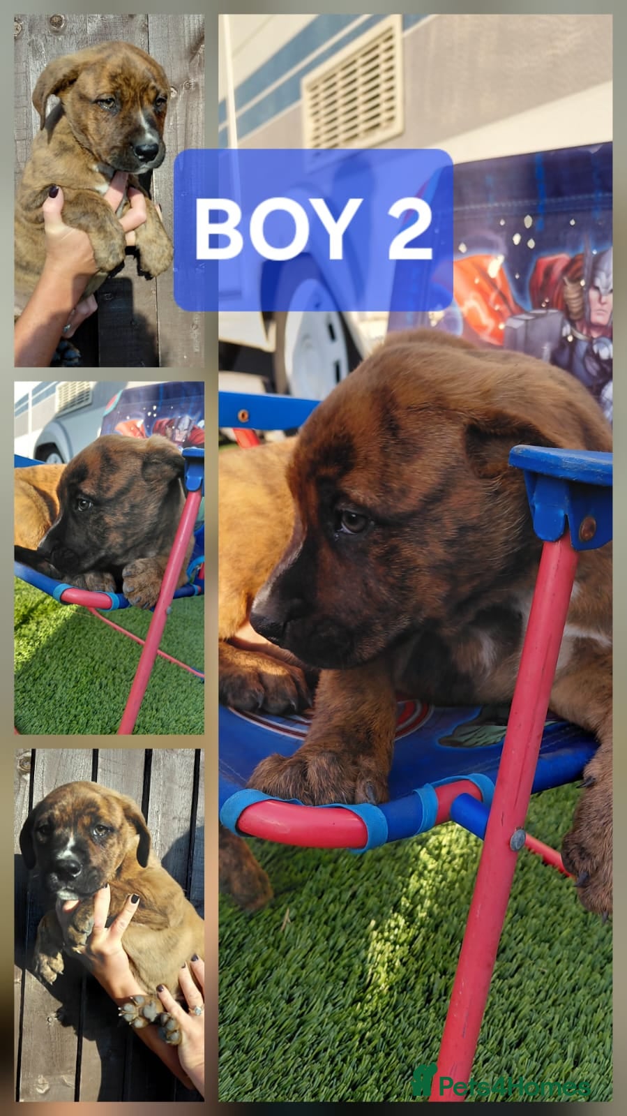 Mixed Breed dogs Stunning Bullmastiff x Pups - Advert 2