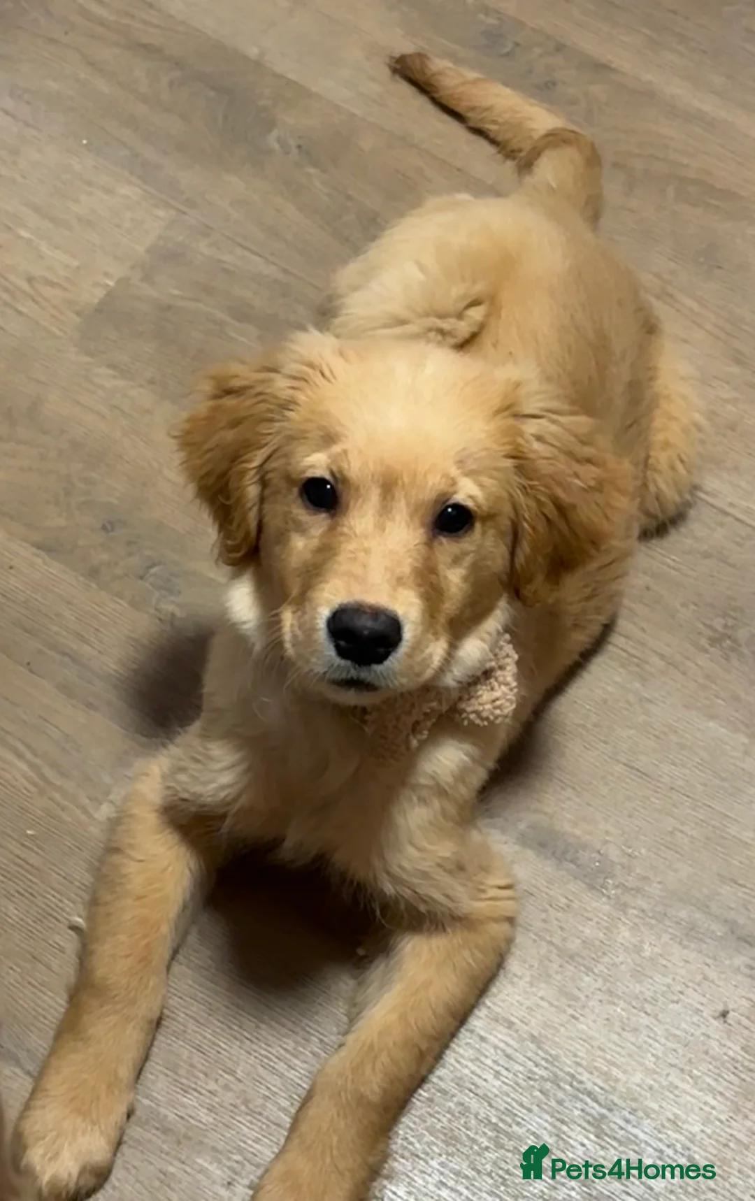 Golden Retriever dogs for sale: Beautiful kc reg golden retriever boy - Advert 2