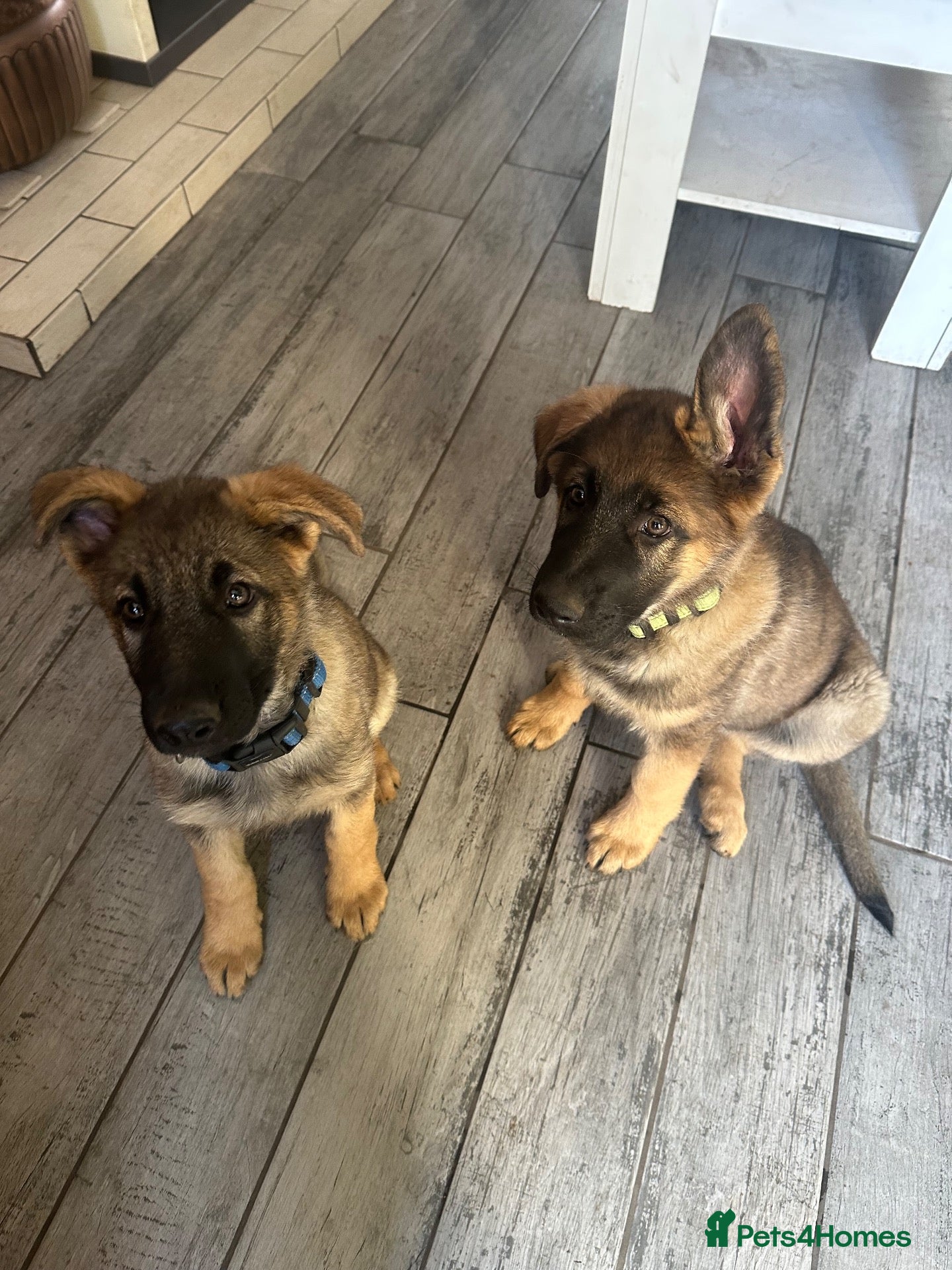 German Shepherd dogs 9 German shepherd puppies - Advert 1