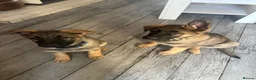 German Shepherd dogs for sale: 9 German shepherd puppies - Advert 1