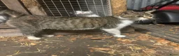 Mixed Breed cats for sale: kittens for sale telford  in Telford - Advert 2
