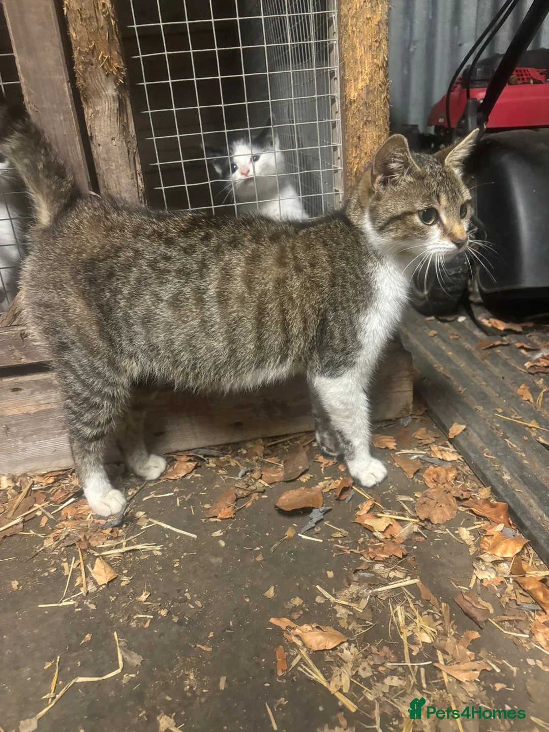Mixed Breed cats for sale: kittens for sale telford  in Telford - Advert 2