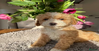 Mixed Breed dogs 🌟🌟Stunning Australian Cavapoo Puppies 🩷💙 m - Advert 11