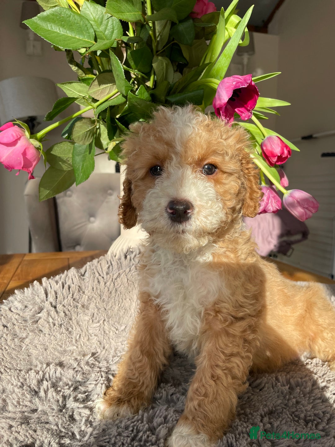 Mixed Breed dogs for sale: 🌟🌟Stunning Australian Cavapoo Puppies 🩷💙 m - Advert 8