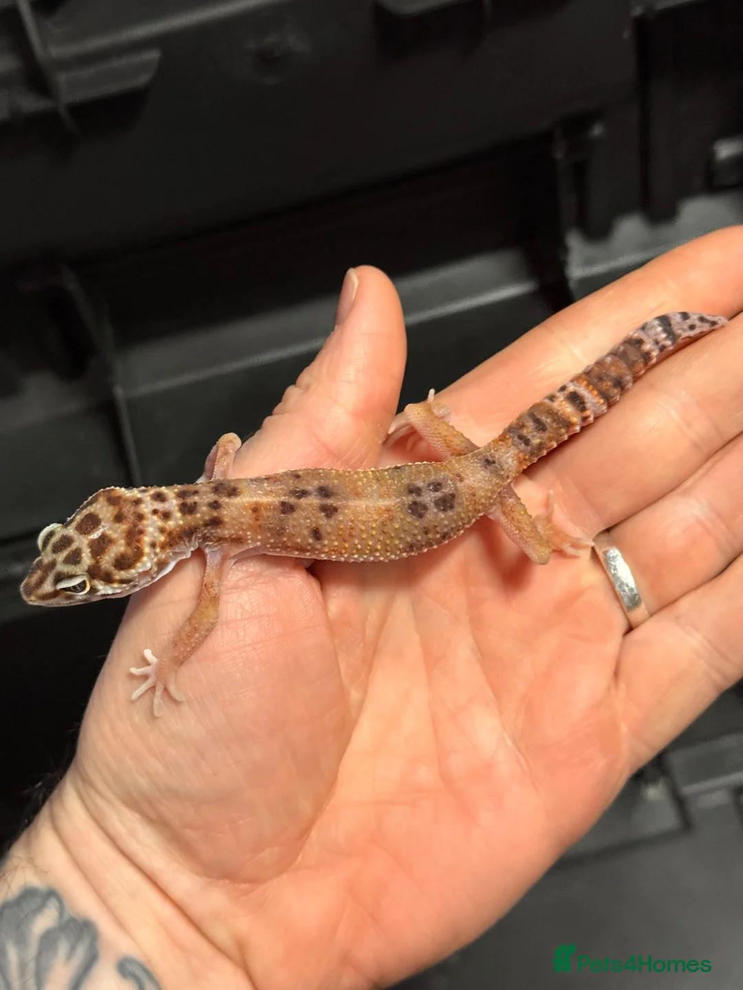 Leopard Gecko reptiles for sale: STUNNING LEOPARD GECKOS WOW AMAZING LAST FEW  - Advert 12