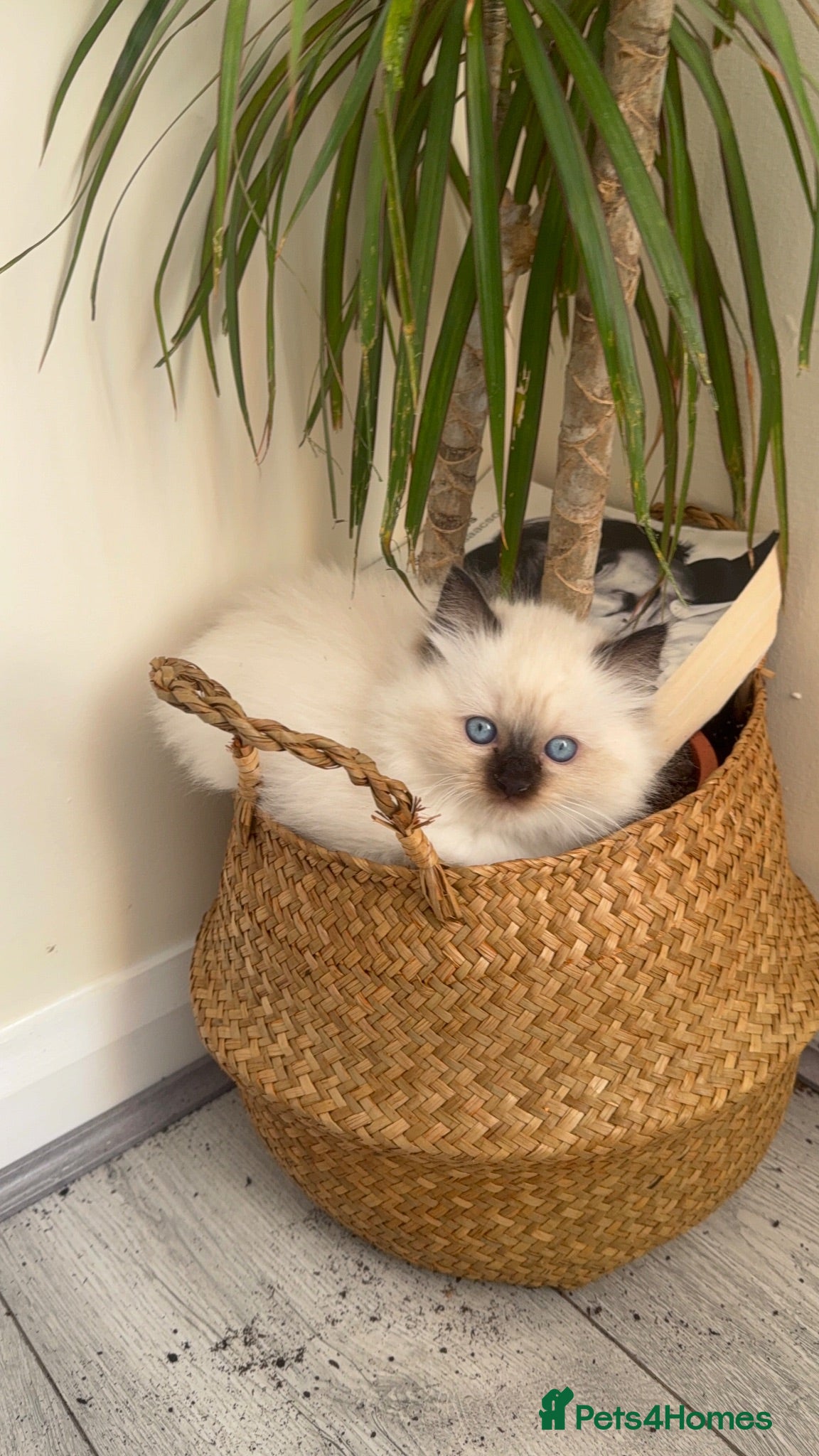 Mixed Breed cats Ragdoll & British Longhair Mix Kittens - Advert 22