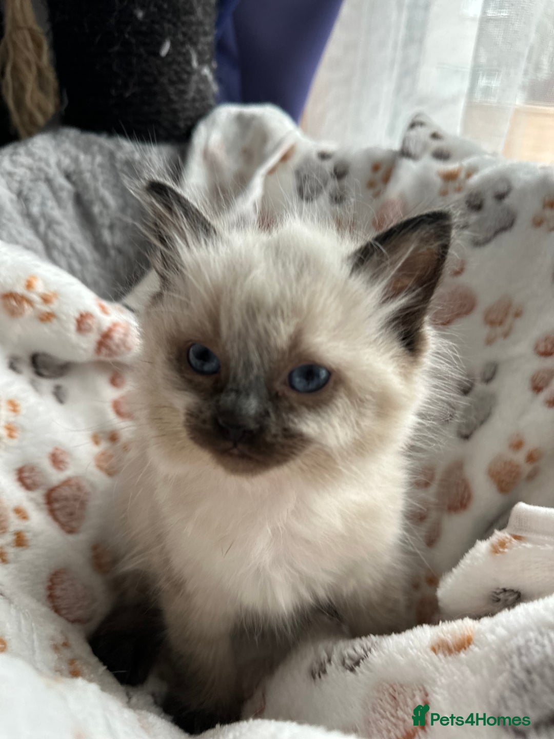 Ragdoll cats for sale: Gorgeous ragdoll kittens  - Advert 10