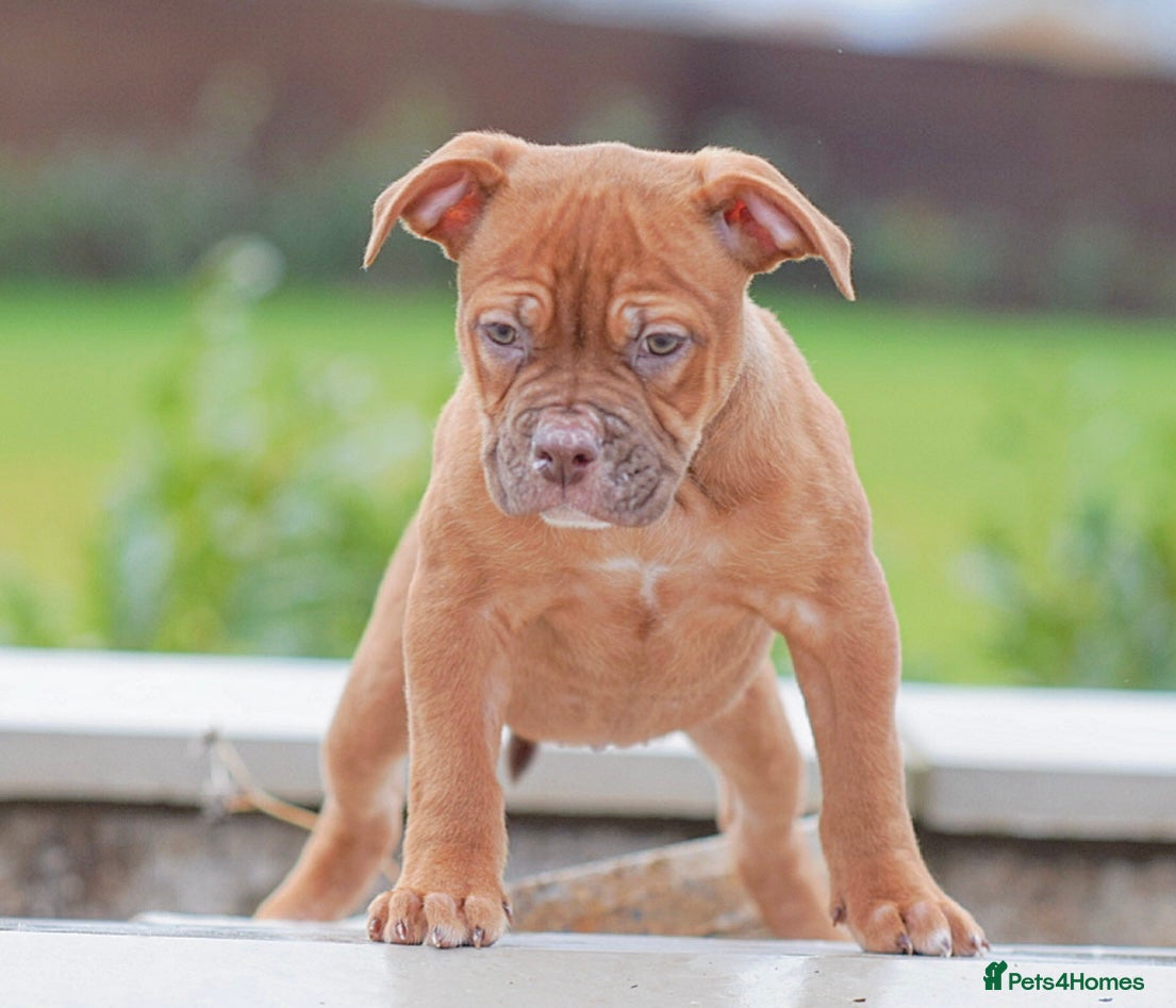 Old Tyme Bulldog dogs 5⭐️RATED COUNCIL APPROVED💥LICENSED 23 YEAR EXPERT - Advert 12