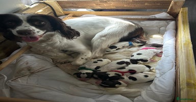 English Springer Spaniel dogs - Advert 4