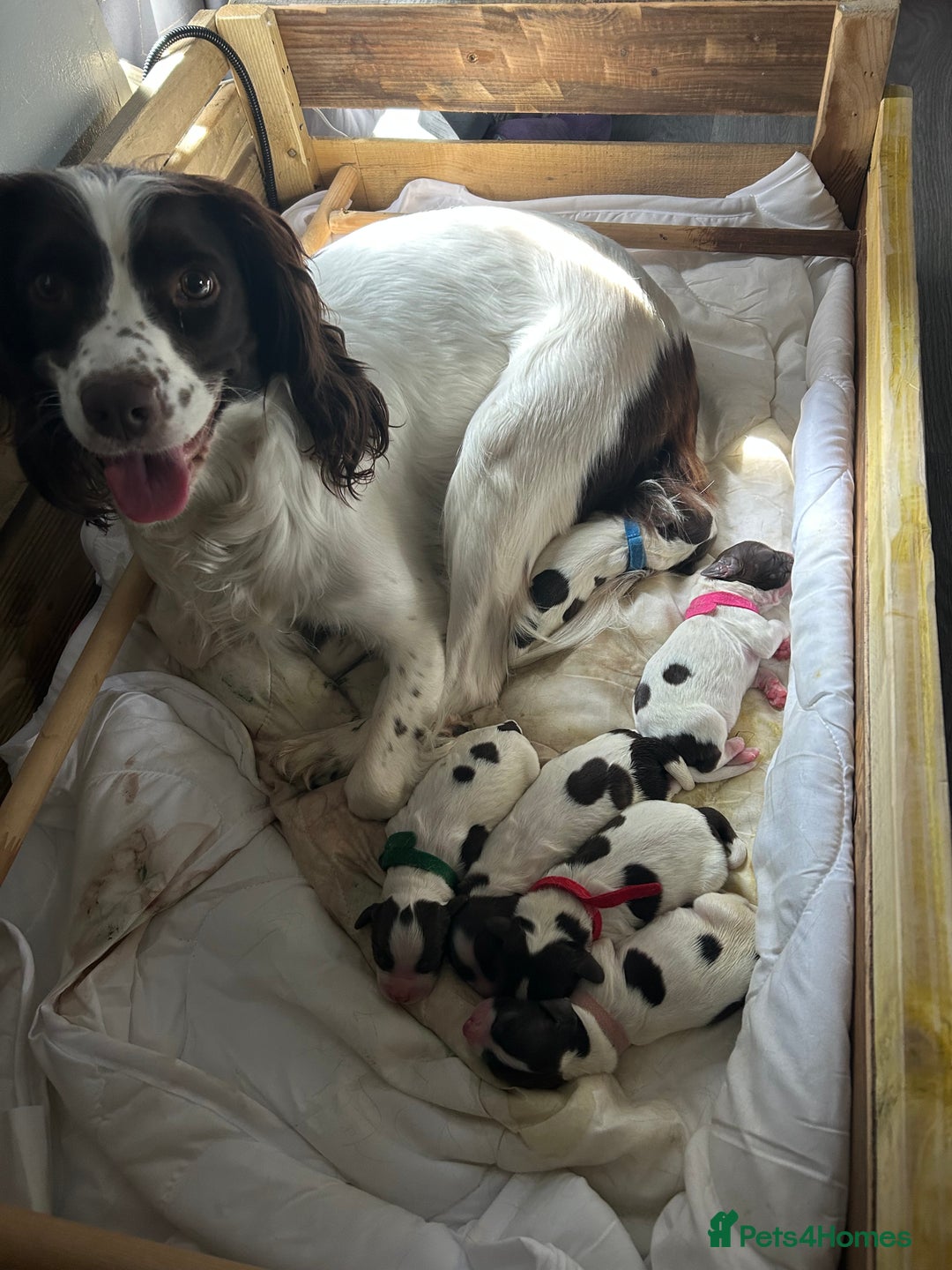 English Springer Spaniel dogs for sale: Springer spaniel puppy  - Image 2