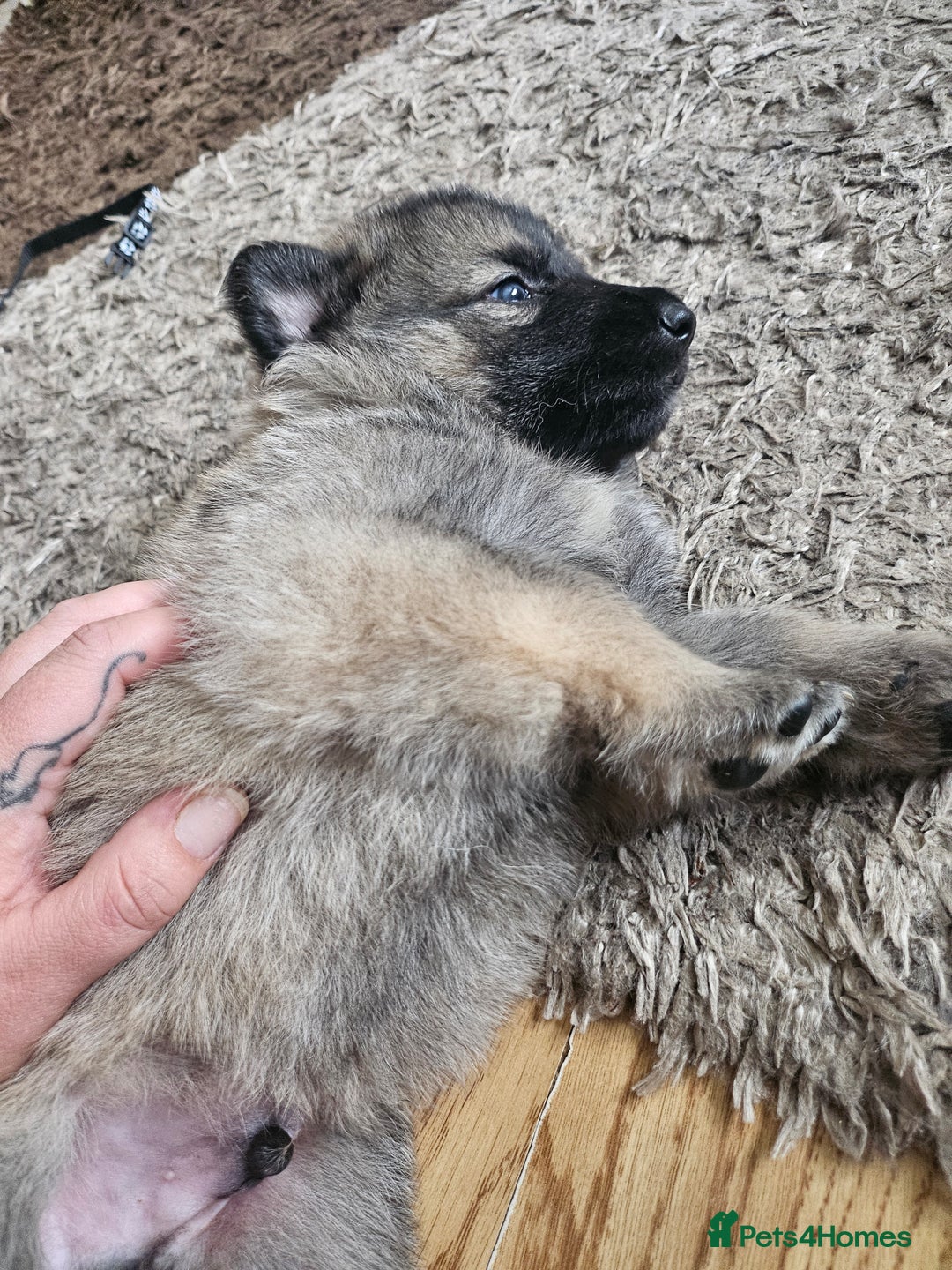 German Shepherd dogs for sale: 8 Beautiful fluffy German Shepherd pups  - Image 12