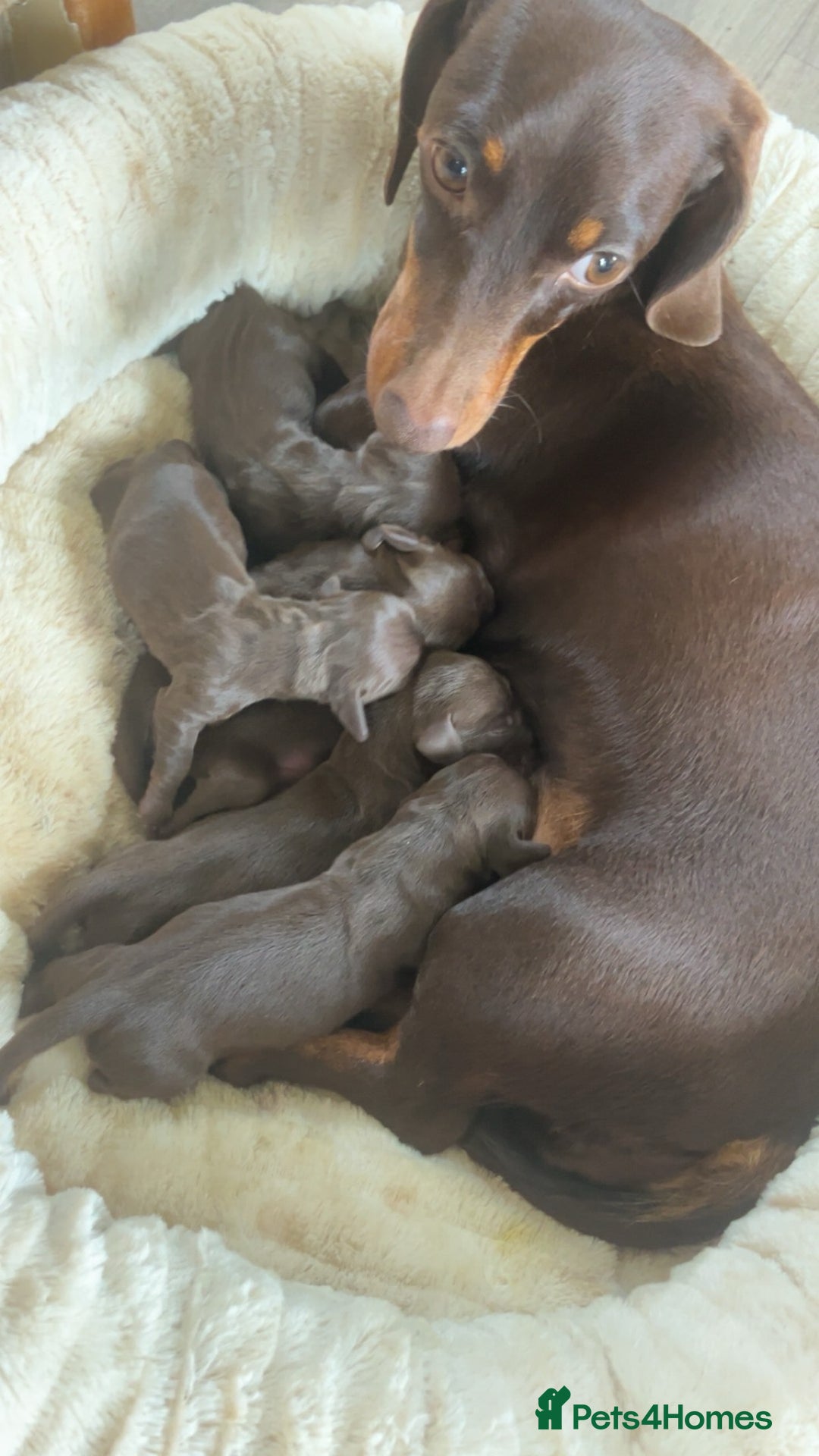 Miniature Dachshund dogs for sale: Dachshund puppies  - Image 4