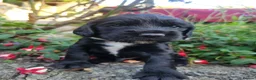 Sprocker dogs for sale: Beautiful, healthy Spaniel puppies. in Dover - Advert 21