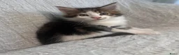 Maine Coon cats for sale: STUNNING MAINE COON KITTENS - Advert 17
