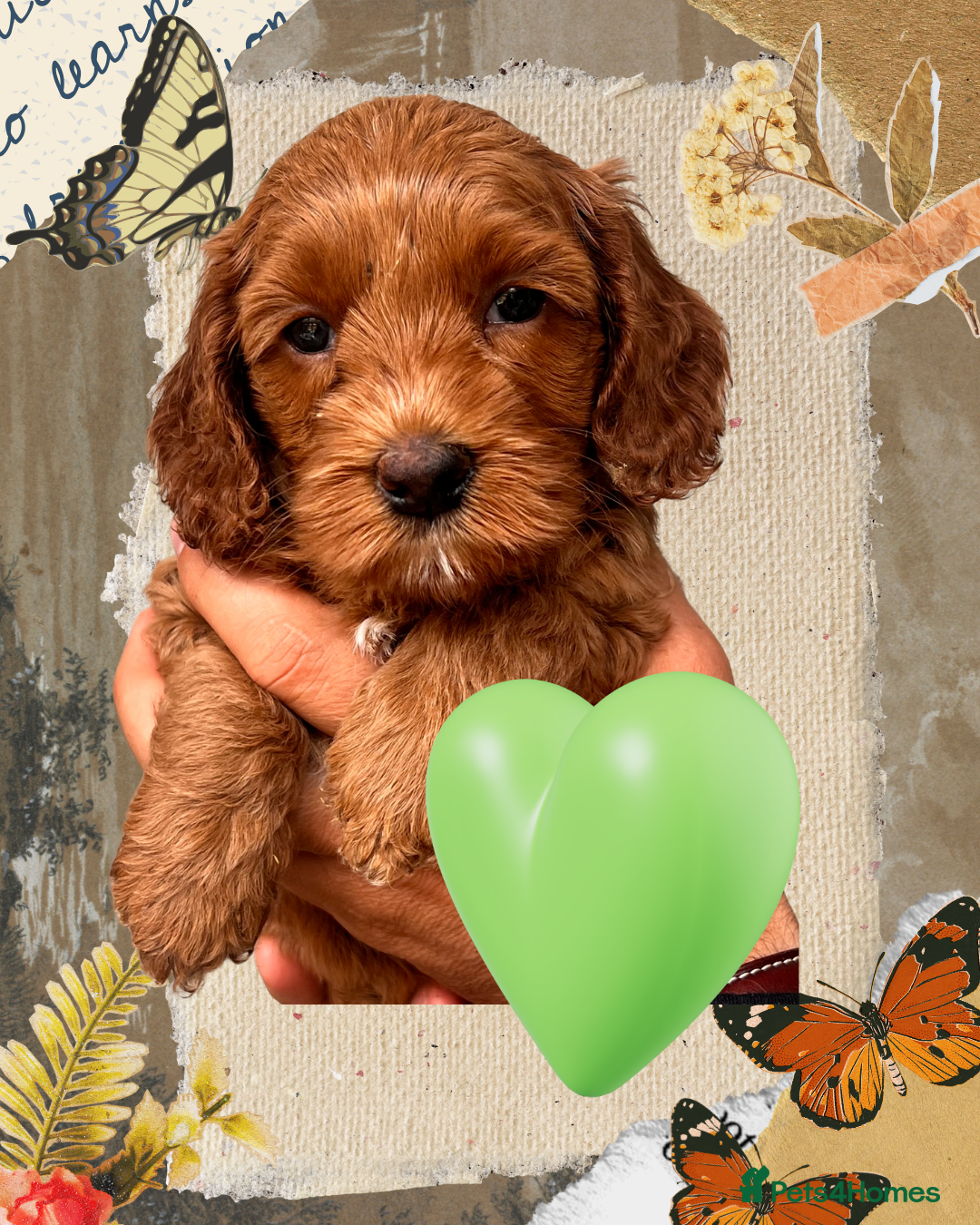 Australian Labradoodle dogs Tiny Tails,Big♥️Australian labradoodle - Advert 1