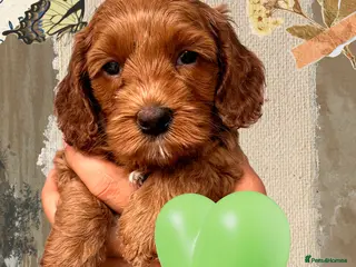 Australian Labradoodle dogs Tiny Tails,Big♥️Australian labradoodle - Advert 1