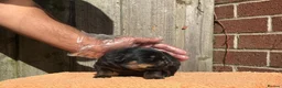 Rottweiler dogs for sale: Top quality kc reg Rottweiler pups german/serbian - Advert 12
