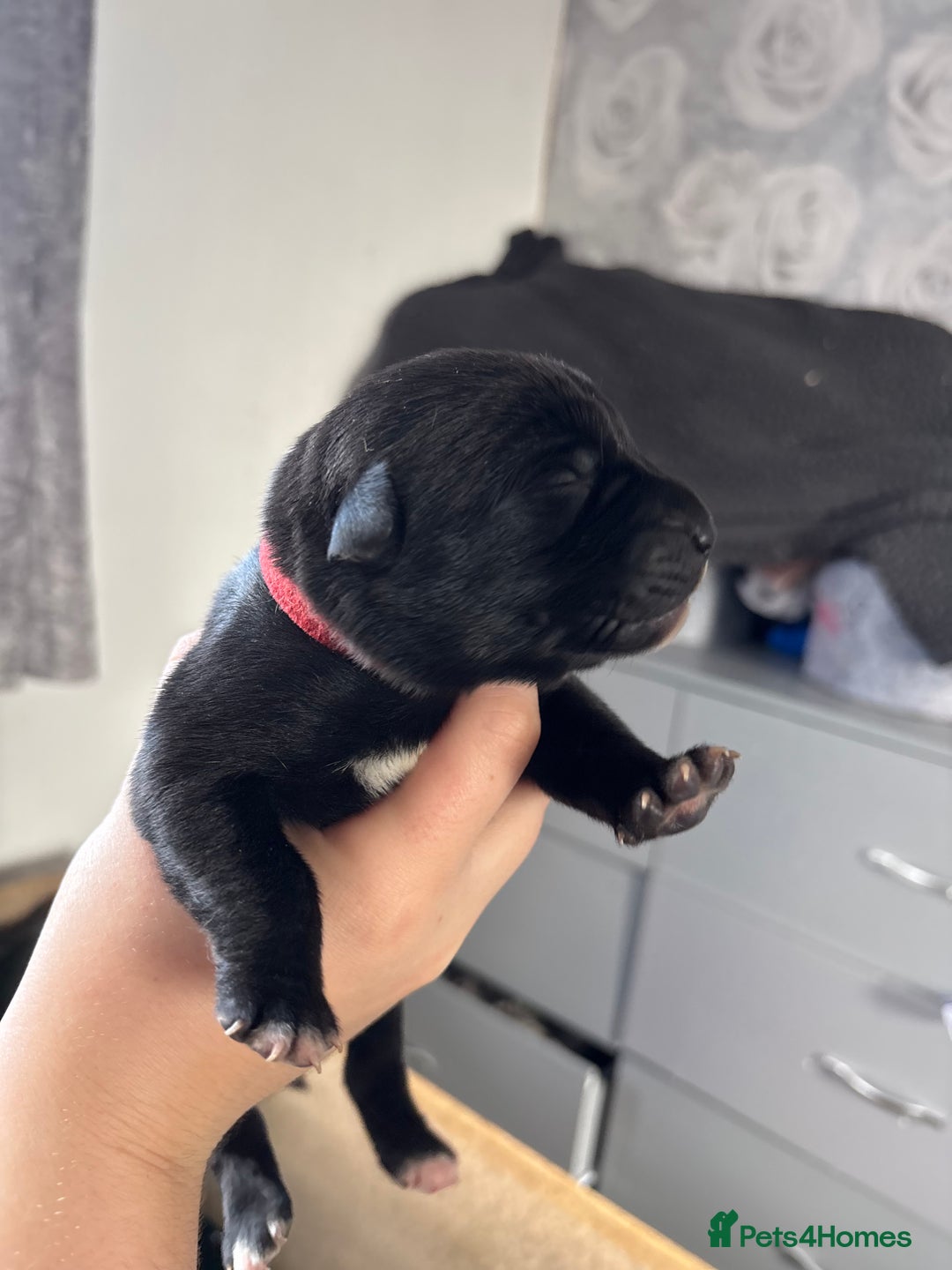 Mixed Breed dogs for sale: Mixed breed Labrador puppies  - Image 25