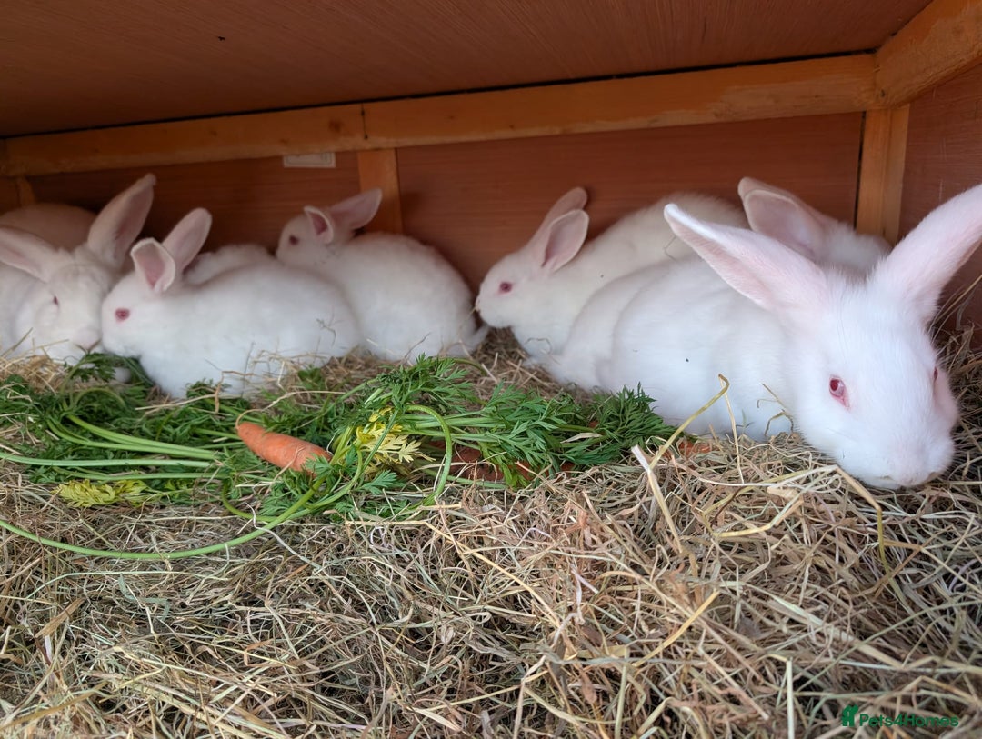 New Zealand rabbits for sale: New Zealand White kits pure - Advert 6