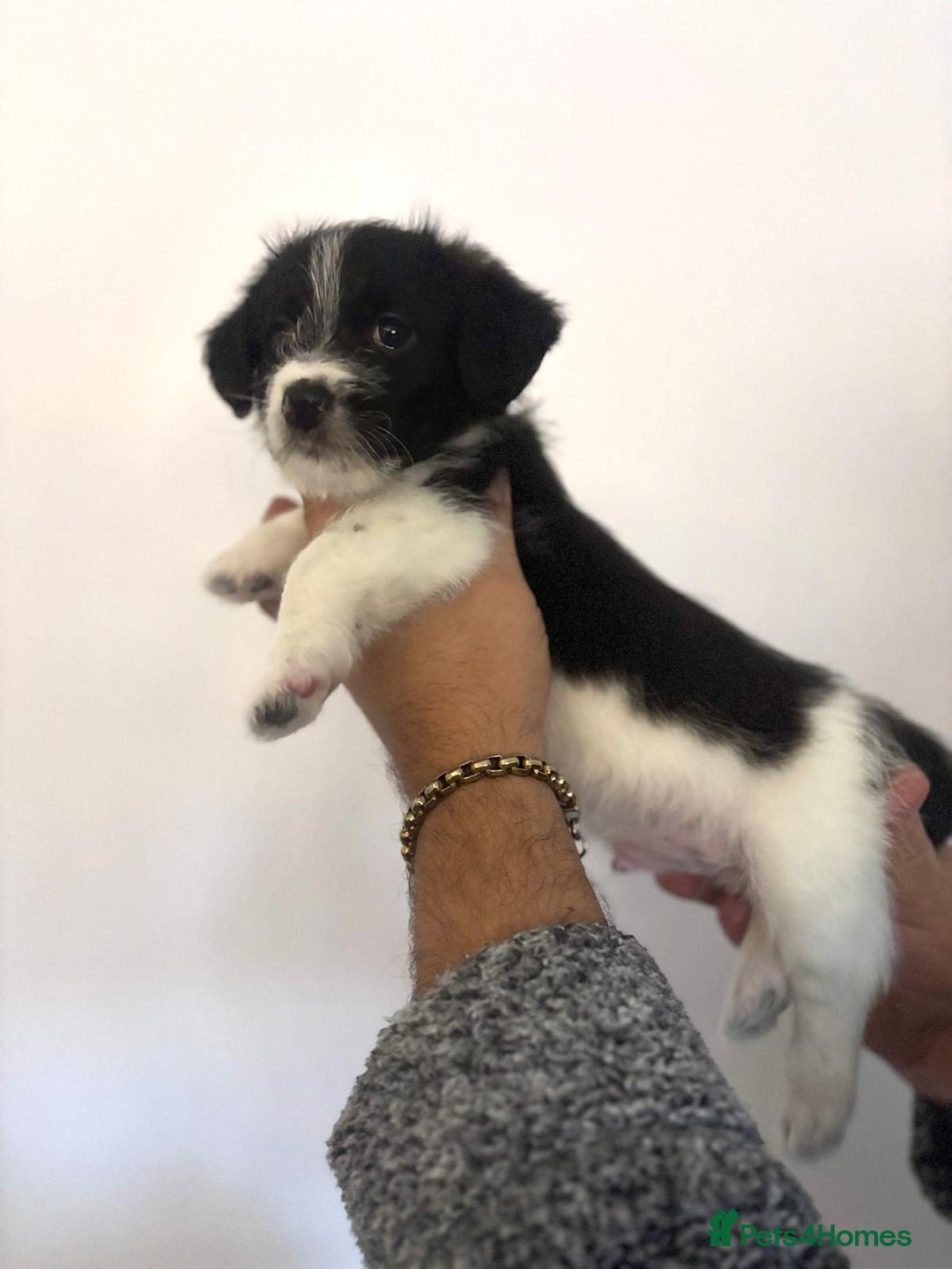 Mixed Breed dogs for sale: 3 beautiful Bichon Maltese mixed breed pups - Advert 10