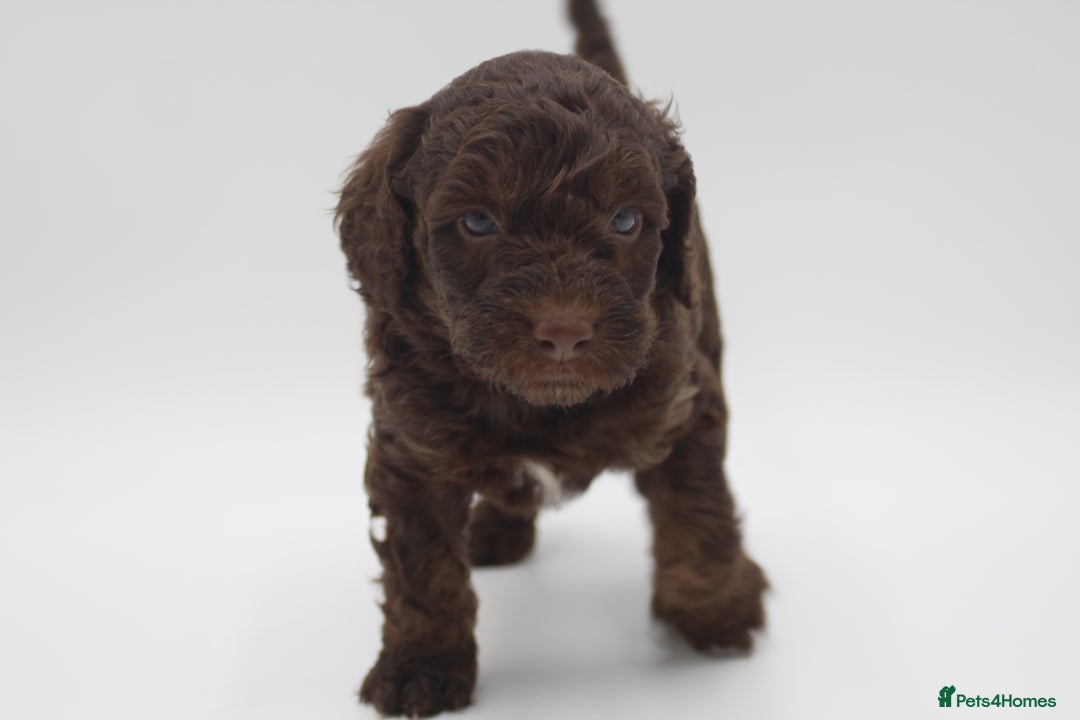 Australian Labradoodle dogs for sale: 🧡💚💙Unique Phantom &  Brown & Tuxedo 💙💚🧡 - Image 11