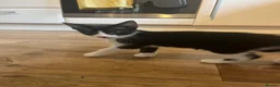 Domestic Shorthair cats for adoption: Bonded pair rescue kittens 10 weeks ready to go in Hook - Advert 5