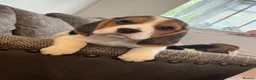 Beagle dogs for sale: Exceptional KC Beagle puppies  - Advert 8