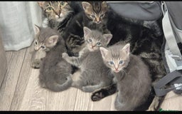 Mixed Breed cats for sale: Cats for free - Image 3