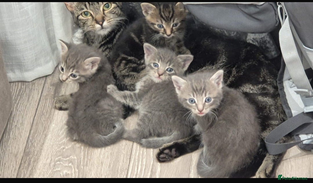 Mixed Breed cats for sale: Cats for free - Image 3