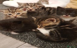 Mixed Breed cats for sale: Playful & cuddly Tabby-Bengal-Mix Kittens £200 - Image 22