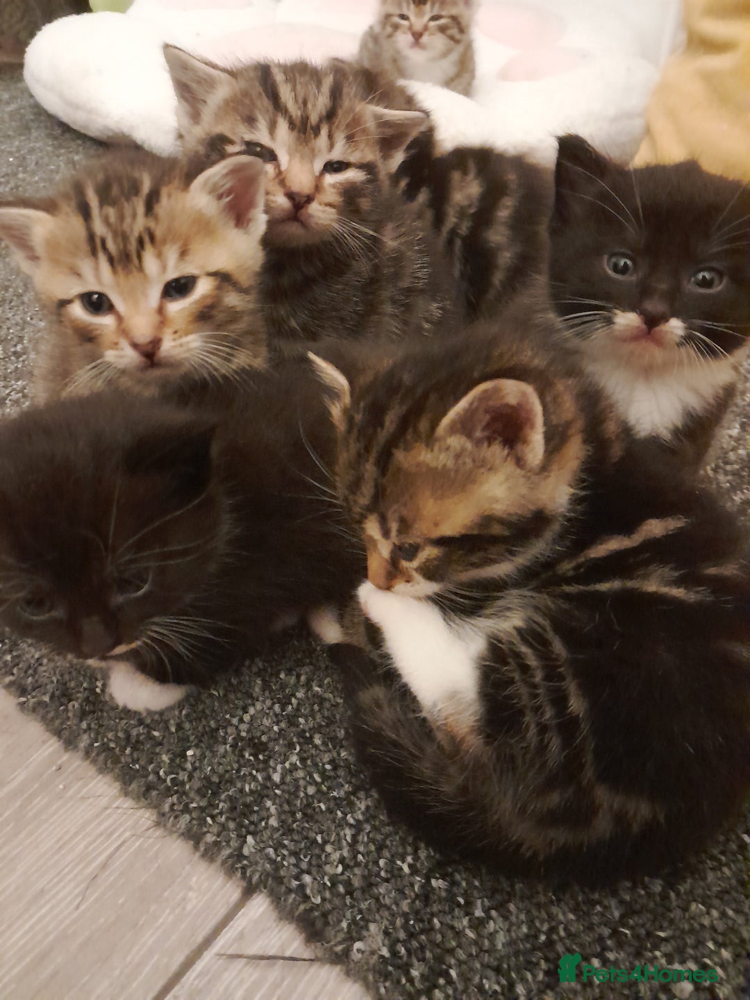 Mixed Breed cats for sale: Playful & cuddly Tabby-Bengal-Mix Kittens £200 - Image 22