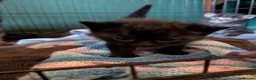 Mixed Breed cats for sale: Beautiful kittens ready for new homes NOW! in King's Lynn - Advert 39