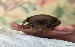 Miniature Dachshund dogs for sale: 3 boys and 1 girl  - Image 9