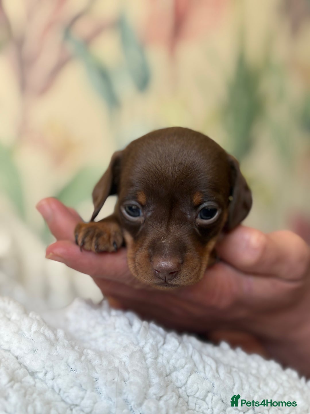 Miniature Dachshund dogs for sale: 3 boys and 1 girl  - Image 9