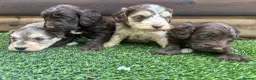 Cockapoo dogs for sale: F1 cockapoo puppies - Advert 9