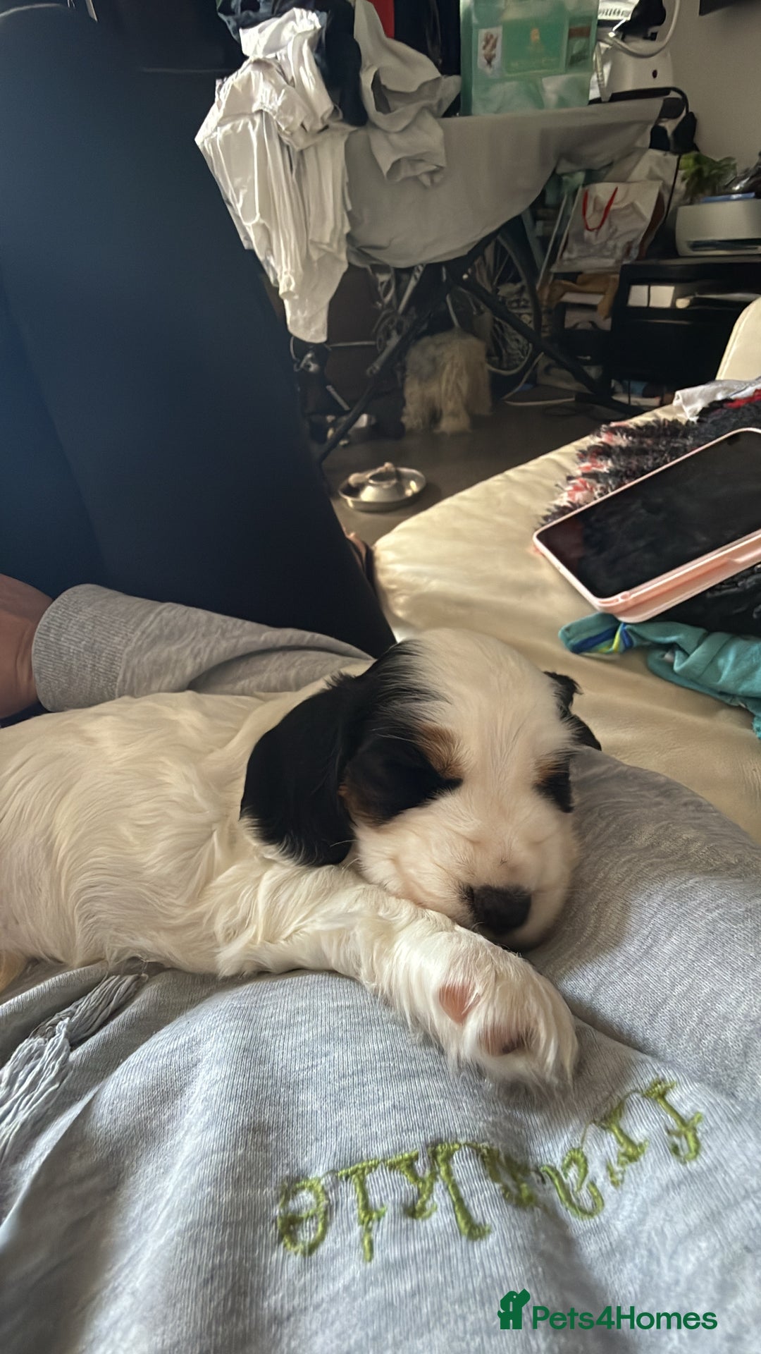 Cocker Spaniel dogs for sale: Gorgeous KC registered Show Cocker Spaniels - Image 5